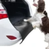 Stötfångarskydd För Hund - Barry